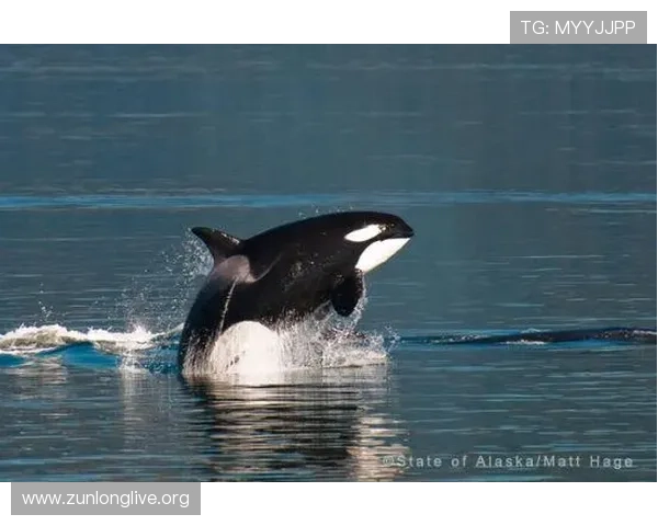 鲸鱼体育app下载官网注册流程与账号安全保障，帮助新用户快速上手畅享体育娱乐体验
